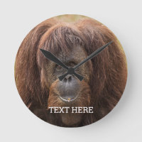 Borneo Orangutan Beautiful Photography