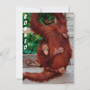 Borneo orangutan card