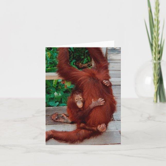 Borneo orangutan card (Front)