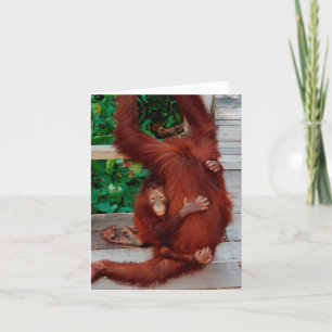 Borneo orangutan card
