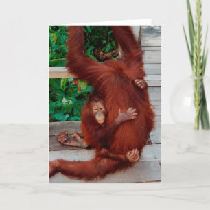 Borneo orangutan card