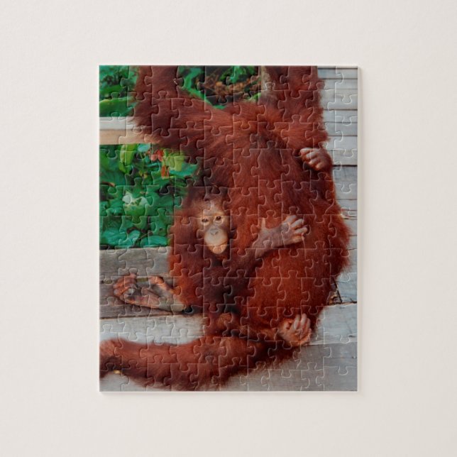 Borneo orangutan jigsaw puzzle (Vertical)