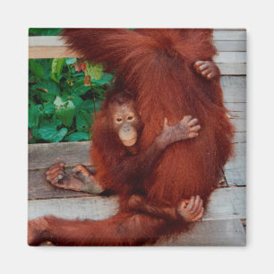 Borneo orangutan magnet