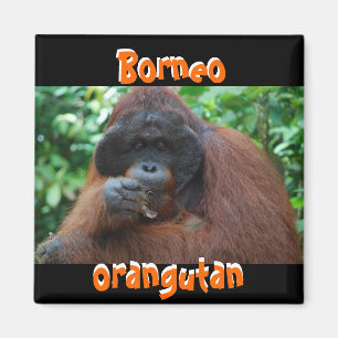 Borneo Orangutan Male in Jungle Magnet