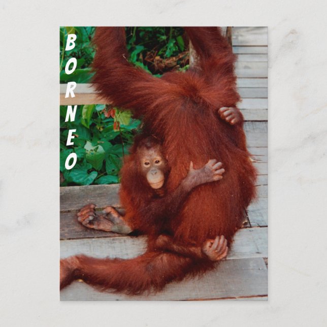 Borneo orangutan postcard (Front)