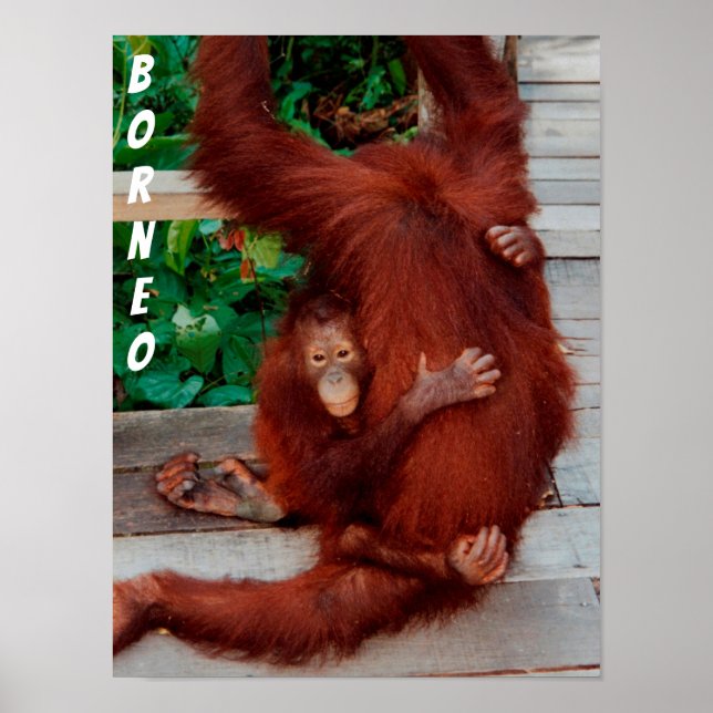 Borneo orangutan poster (Front)