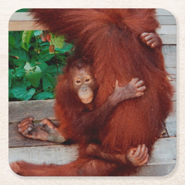 Borneo orangutan square paper coaster (Front)