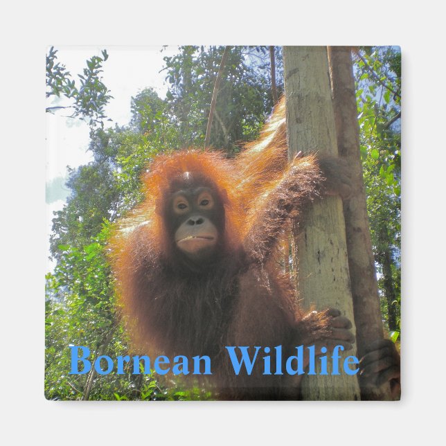 Borneo  Wildlife Magnet (Front)