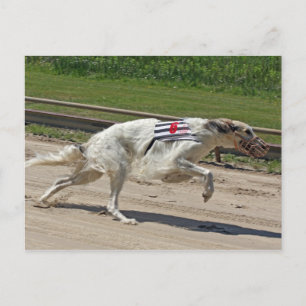 borzoi postcard