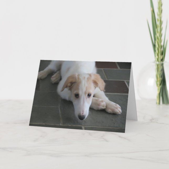 Borzoi Puppy Dog Photography Greeting Card (Front)