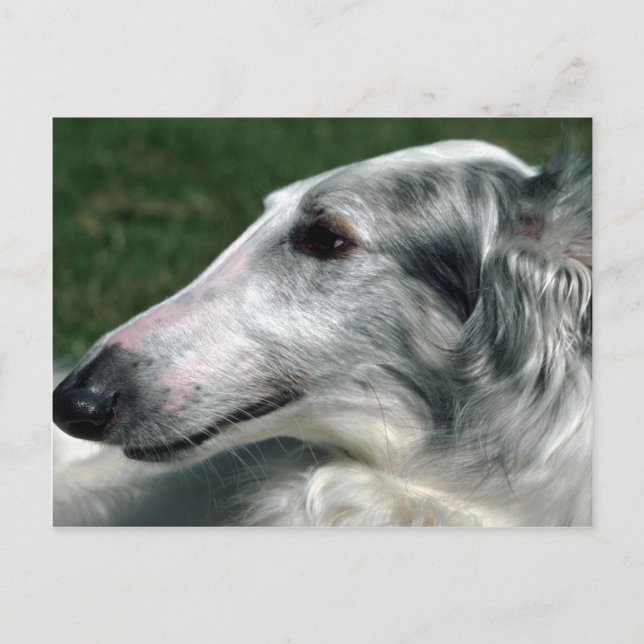 Borzoi, Russian Wolfhound Postcard (Front)
