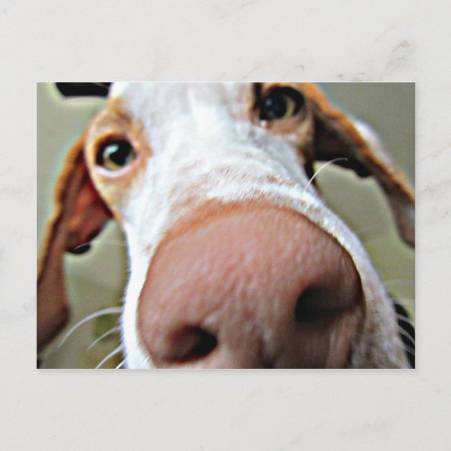 Bo's Nose Postcard (Front)
