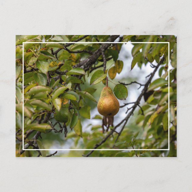 Bosc Pear On The Tree Postcard (Front)
