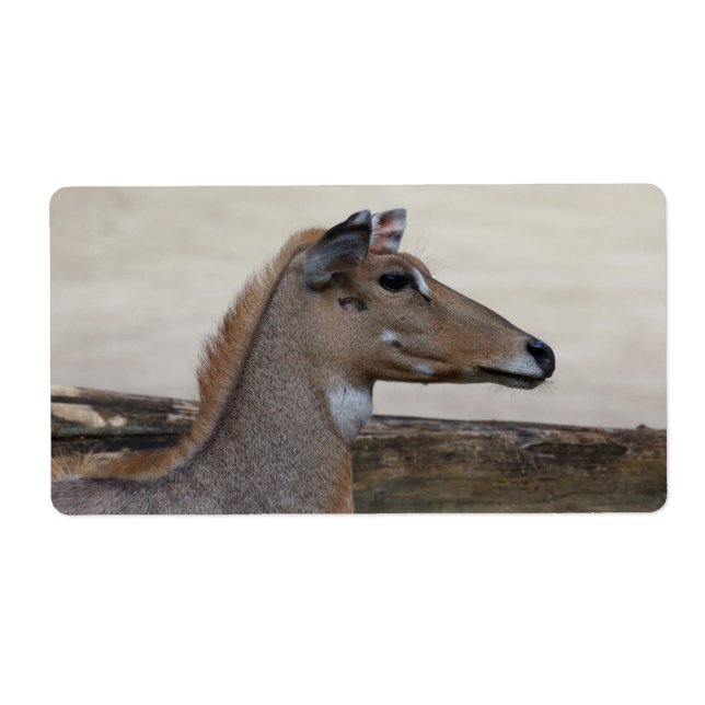 Boselaphus tragocamelus (Front)