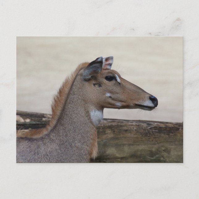 Boselaphus tragocamelus postcard (Front)