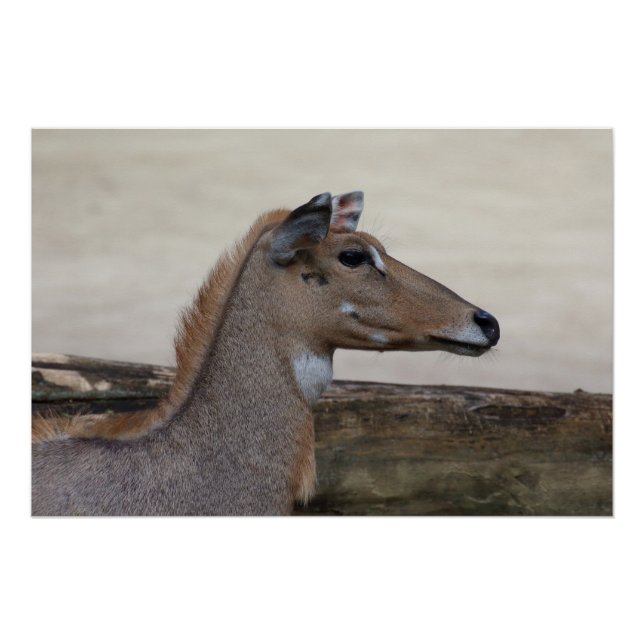 Boselaphus tragocamelus poster (Front)