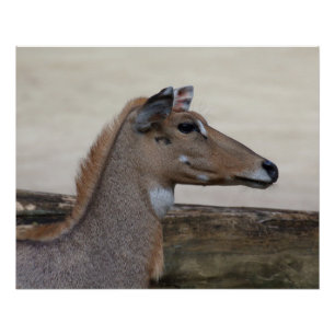 Boselaphus tragocamelus poster