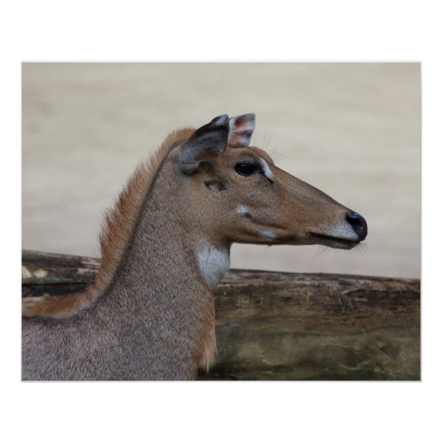 Boselaphus tragocamelus poster (Front)