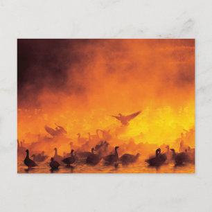 Bosque del Apache National Wildlife Refuge, NM Postcard
