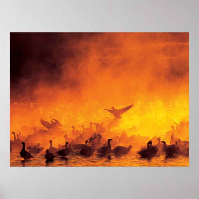 Bosque del Apache National Wildlife Refuge, NM Poster (Front)