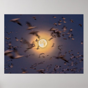 Bosque del Apache National Wildlife Refuge Poster