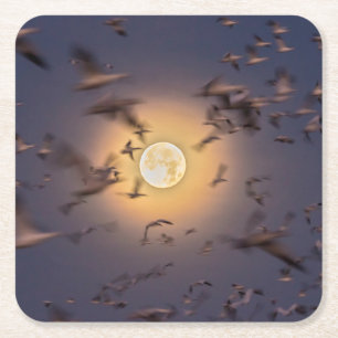 Bosque del Apache National Wildlife Refuge Square Paper Coaster