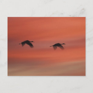 Bosque del Apache Wildlife Refuge New Mexico Postcard