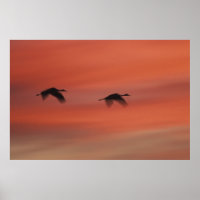 Bosque del Apache Wildlife Refuge | New Mexico