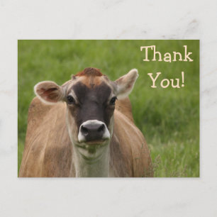 Bossy Cow Thank You Postcard