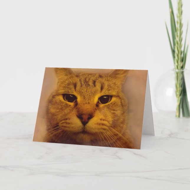 Bossy Impatient Cat Get Well Card (Front)