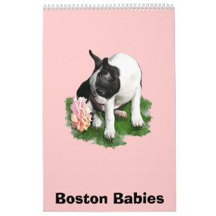 Boston Babies Calendar