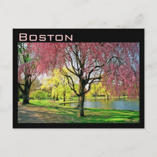 Boston Common Postcard