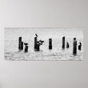 Boston Harbour Birds Poster