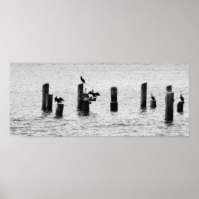 Boston Harbour Birds Poster (Front)