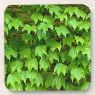 Boston Ivy Coaster