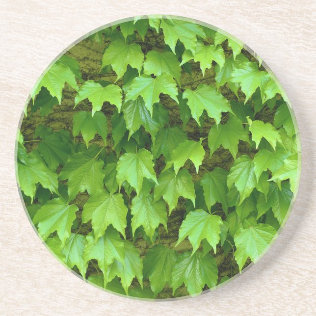 Boston Ivy Coaster (Front)