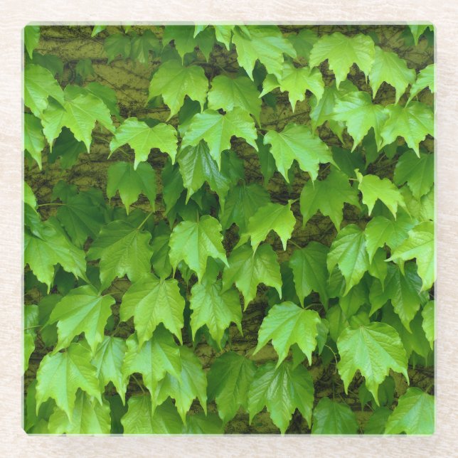 Boston Ivy Glass Coaster (Front)