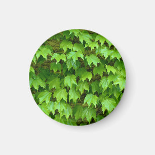 Boston Ivy Magnet