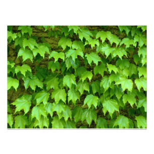 Boston Ivy Photo Print