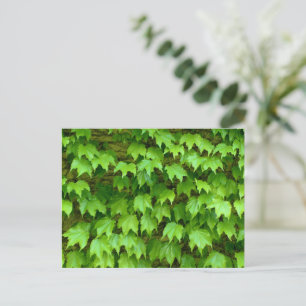 Boston Ivy Postcard