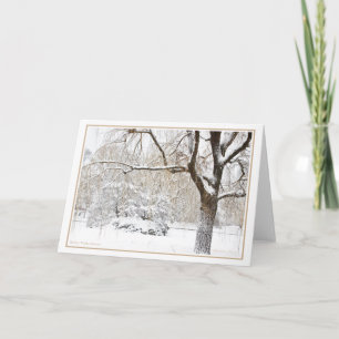 Boston Public Garden Holiday Card