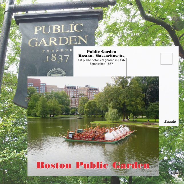 Boston Public Garden Swan Boats Photographic Postcard (Creator Uploaded)
