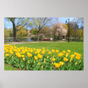 Boston Public Garden Yellow Tulips Poster