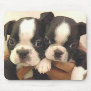 Boston Pups Mousepad