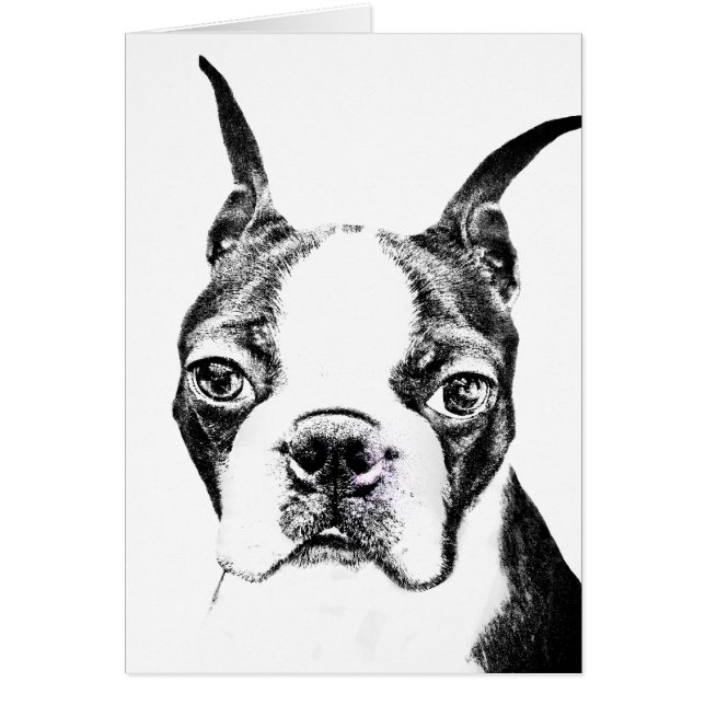 Boston Terrier (Front)