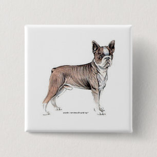 Boston Terrier 15 Cm Square Badge