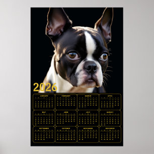 Boston Terrier 2026 Calendar  Poster
