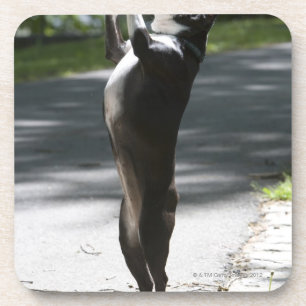 Boston Terrier 2 Coaster