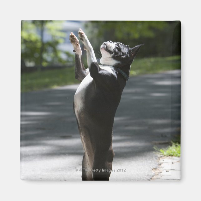 Boston Terrier 2 Magnet (Front)