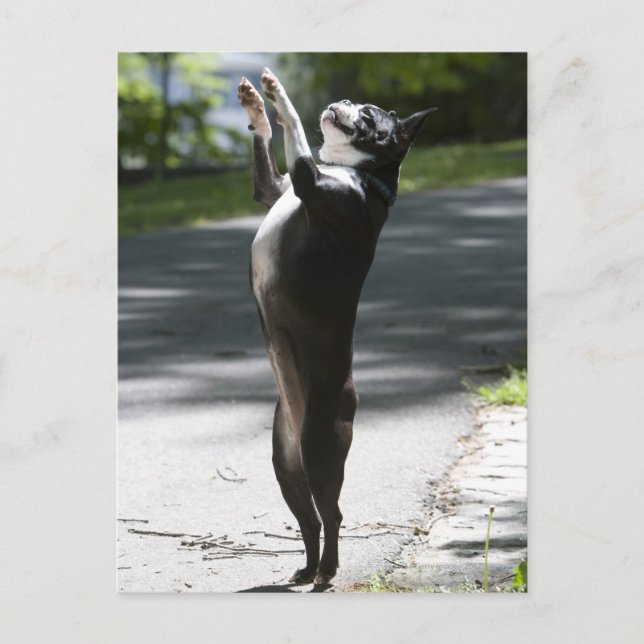 Boston Terrier 2 Postcard (Front)